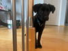 Sheba