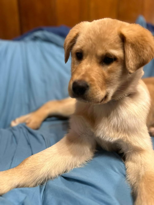 Toby