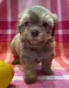 Zair