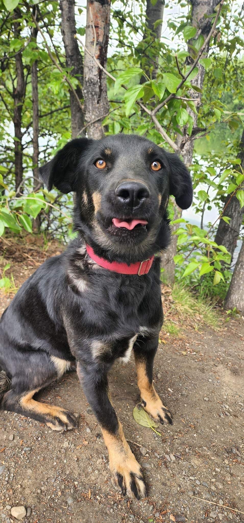 adoptable Dog in Anchorage, AK named Chubby