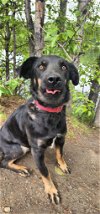 adoptable Dog in , AK named Chubby