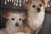 Annie & Shilo