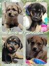 The Irwins