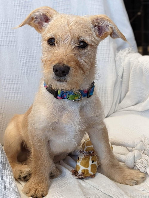 Toby