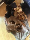 Big Bang Theory Litter