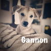 Gannon