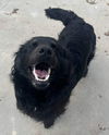 Benji