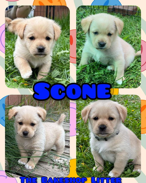 Scone