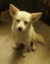 Pip