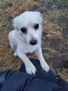 Pip