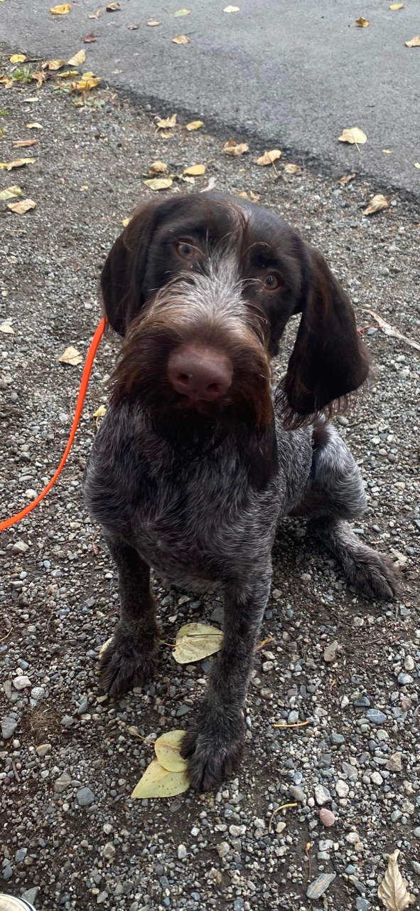 adoptable Dog in Anchorage, AK named Dutch