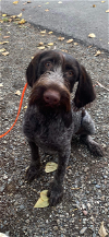 adoptable Dog in anchorage, AK named Dutch
