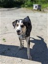 adoptable Dog in , AK named Buster