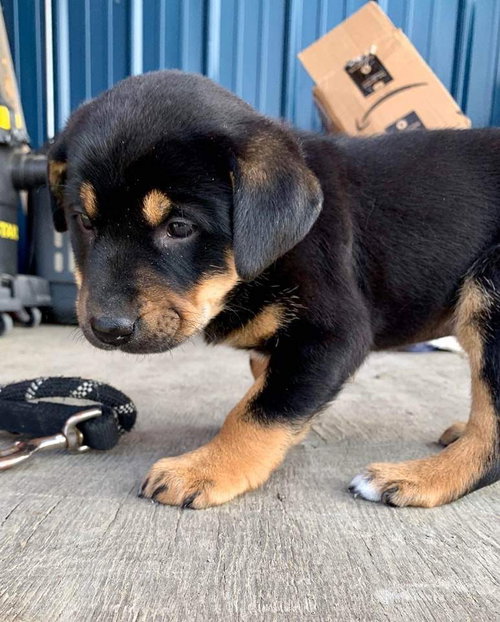 Pidgin