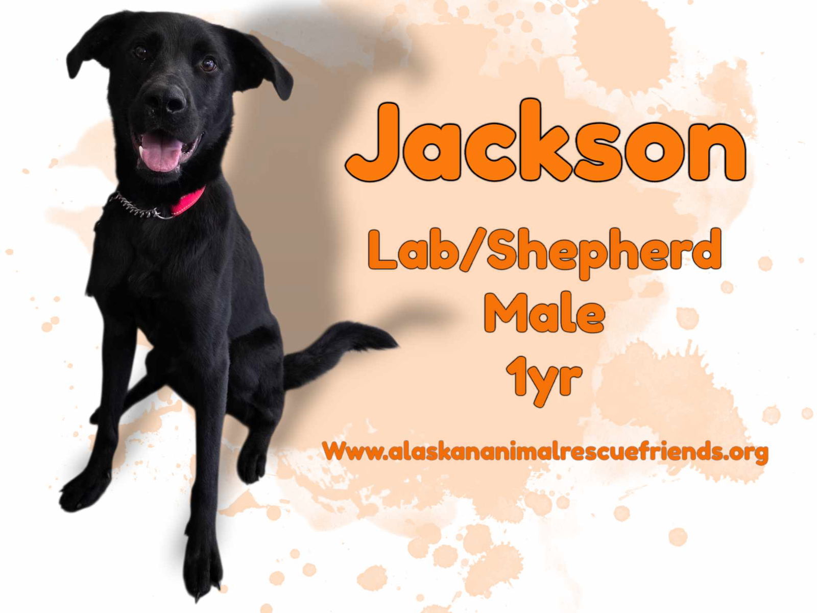adoptable Dog in Anchorage, AK named Jackson
