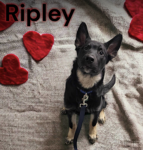 Ripley