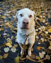 adoptable Dog in anchorage, AK named Snowball