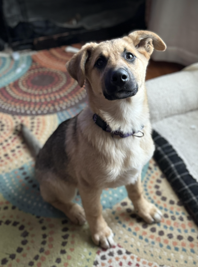 Dog adoption in Anchorage, AK 99507 German Shepherd Dog / Mixed