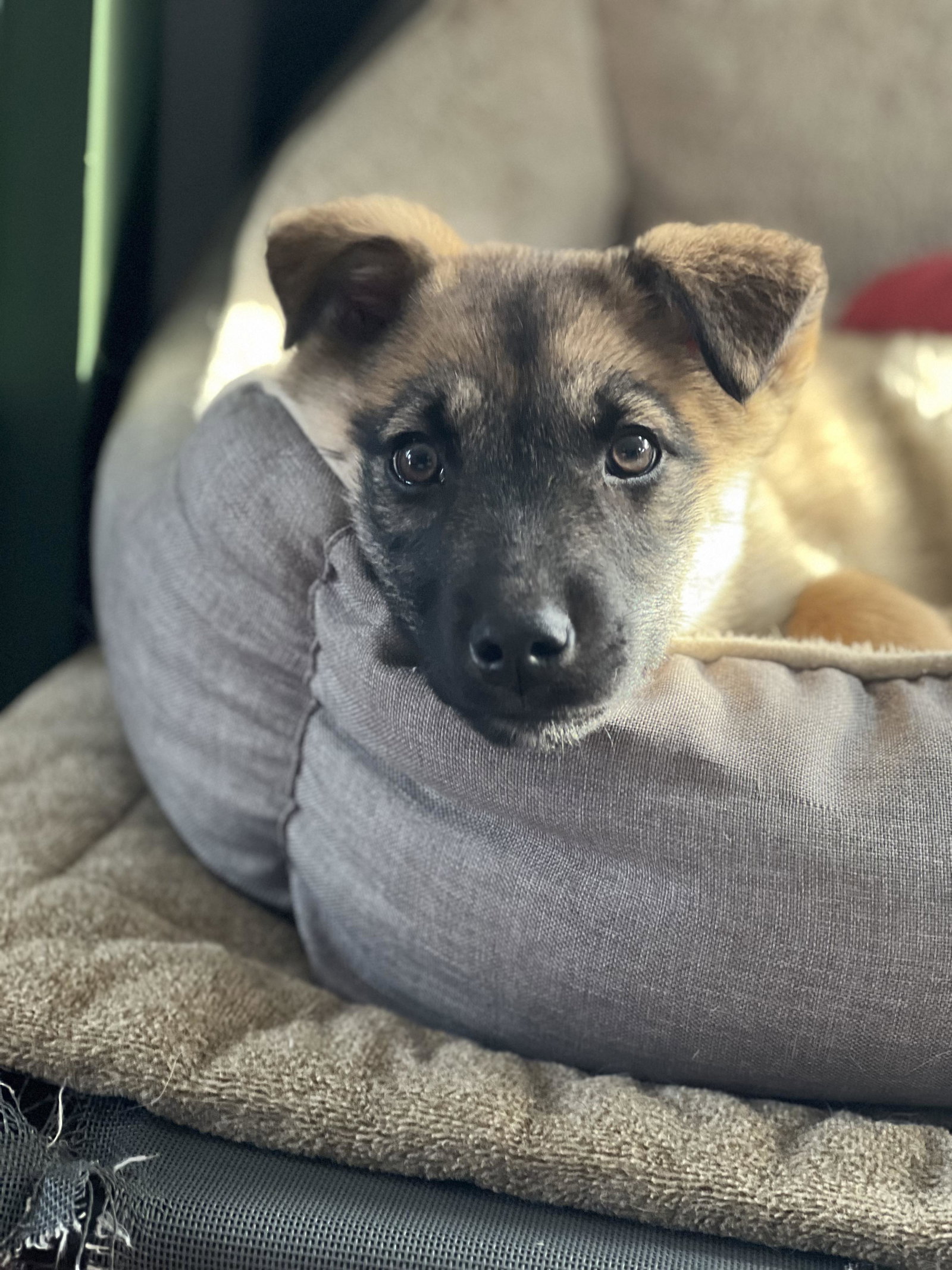Dog for Adoption - Gary, a Husky in Anchorage, AK | Alpha Paw