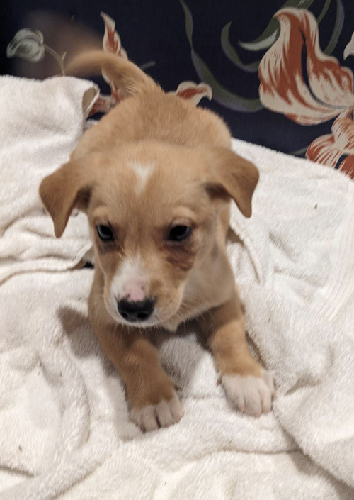 Freckle - Dottie's Litter