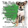 adoptable Dog in , AK named Billy Bob