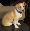 adoptable Dog in anchorage, AK named Dennis