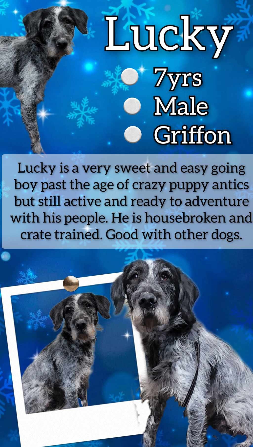 adoptable Dog in Anchorage, AK named Lucky
