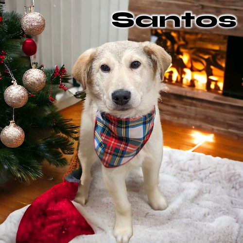 Santos