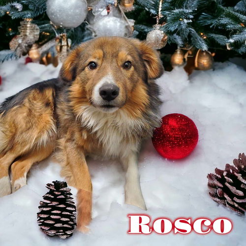 Rosco