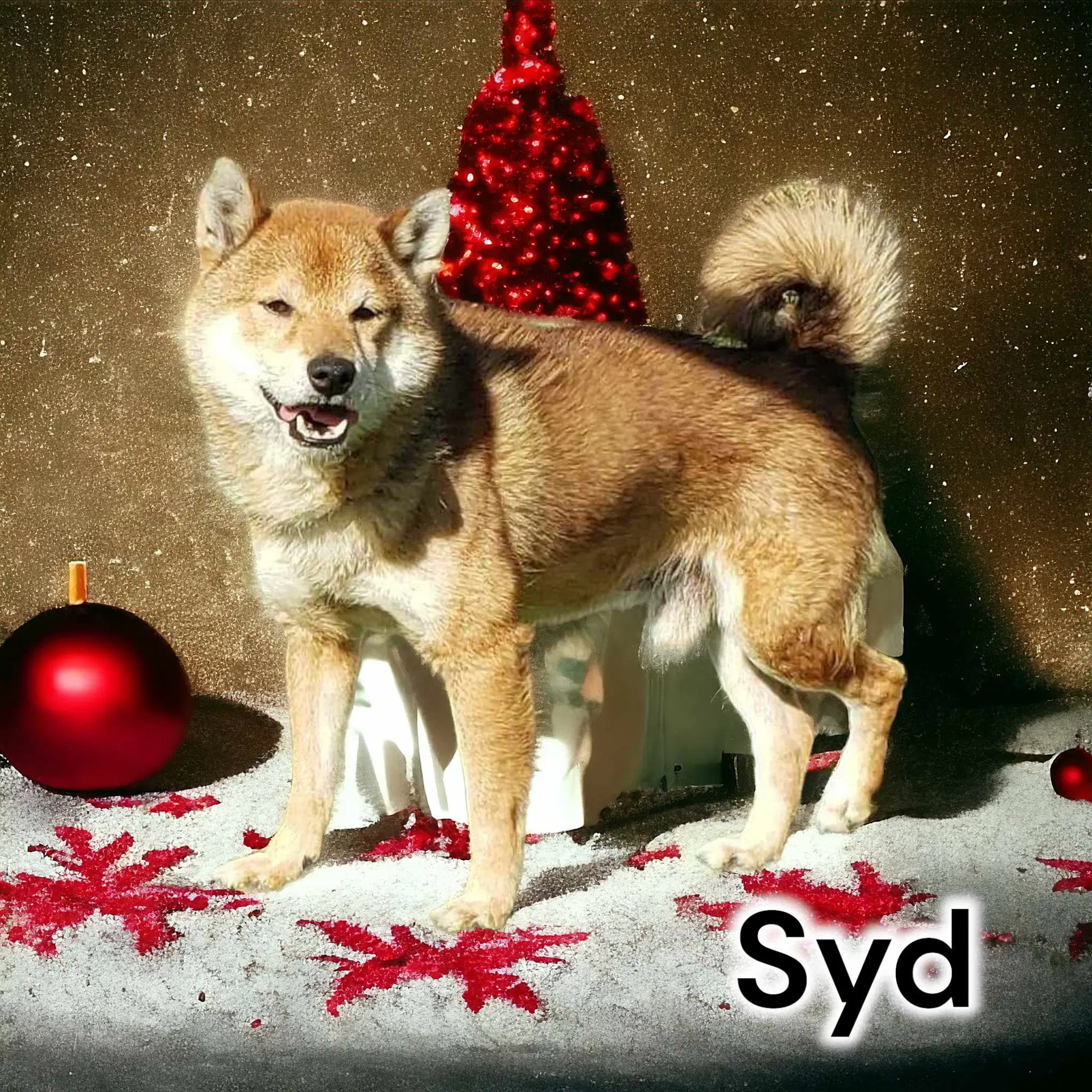 Syd - Shiba Inu