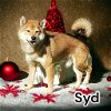 adoptable Dog in anchorage, AK named Syd