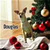 adoptable Dog in  named Douglas