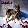 adoptable Dog in , AK named Charlie