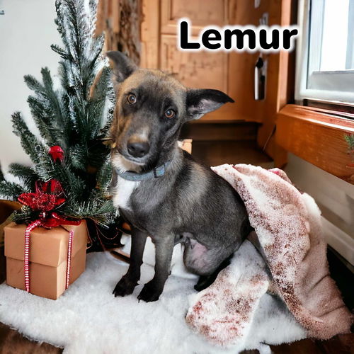 Lemur