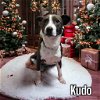 adoptable Dog in , AK named Kudo