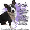 adoptable Dog in anchorage, AK named Kudo