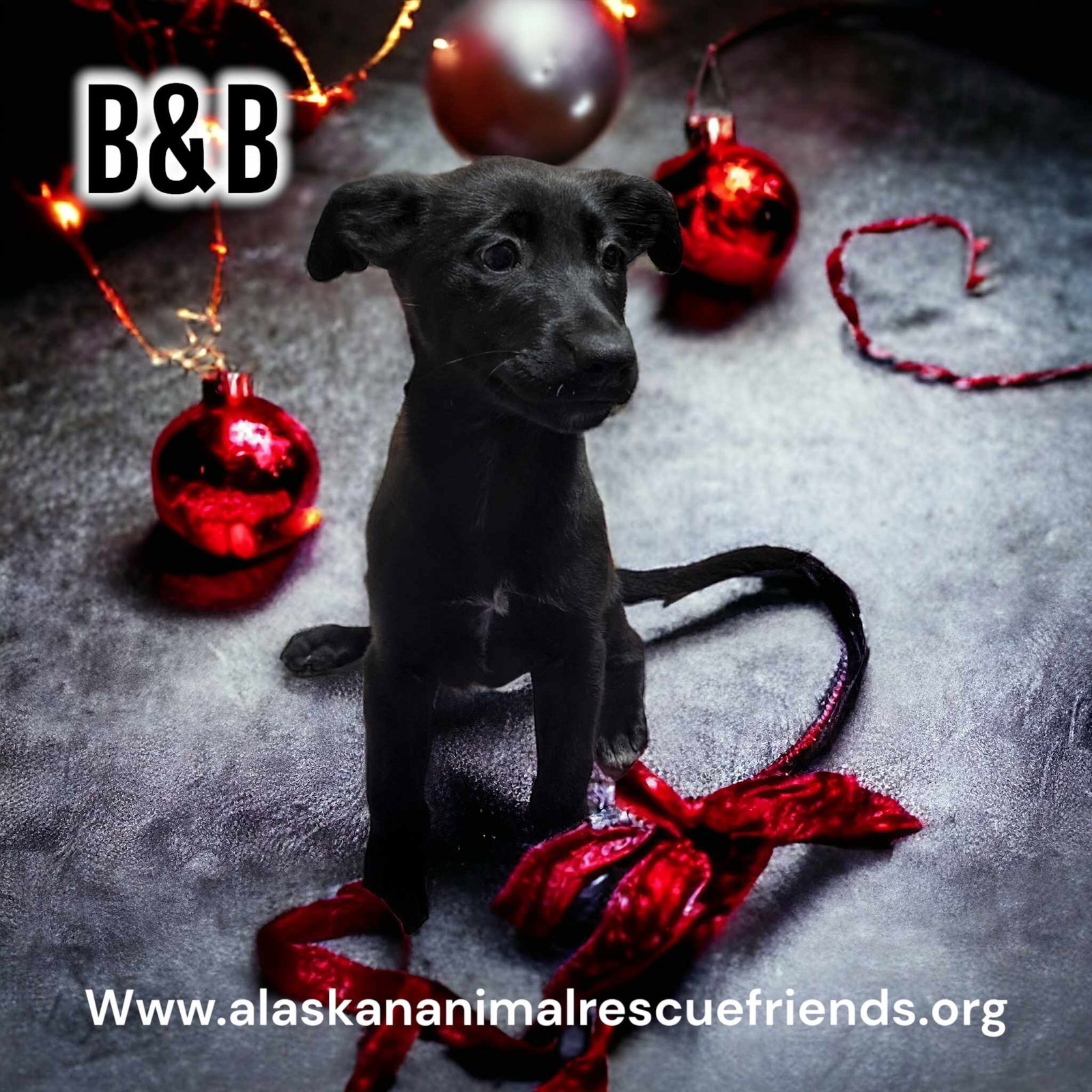 Dog for Adoption - The Pickles, a Shepherd in Anchorage, AK | Alpha Paw