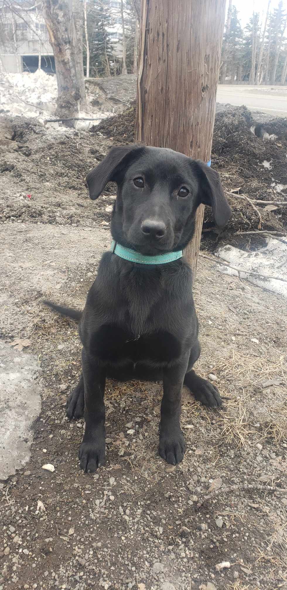adoptable Dog in Anchorage, AK named Piglet