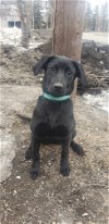 adoptable Dog in anchorage, AK named Piglet