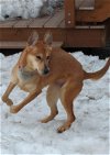adoptable Dog in anchorage, AK named Ivy