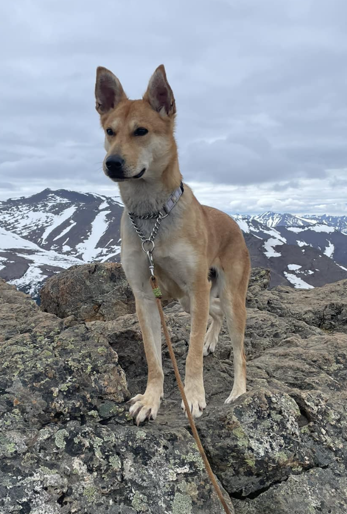 adoptable Dog in Anchorage, AK named Ivy