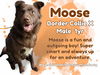 Moose