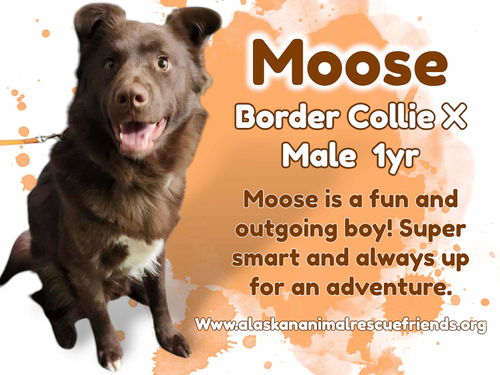 Moose