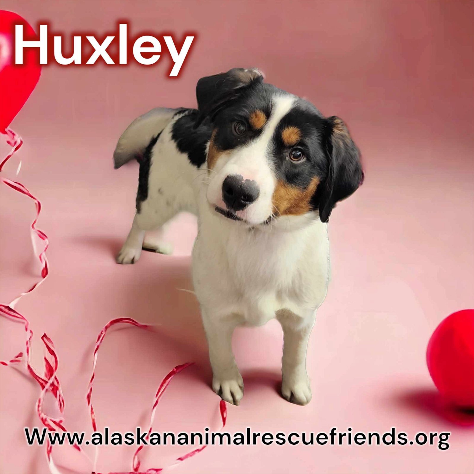 adoptable Dog in Anchorage, AK named Huxley