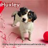 adoptable Dog in  named Huxley