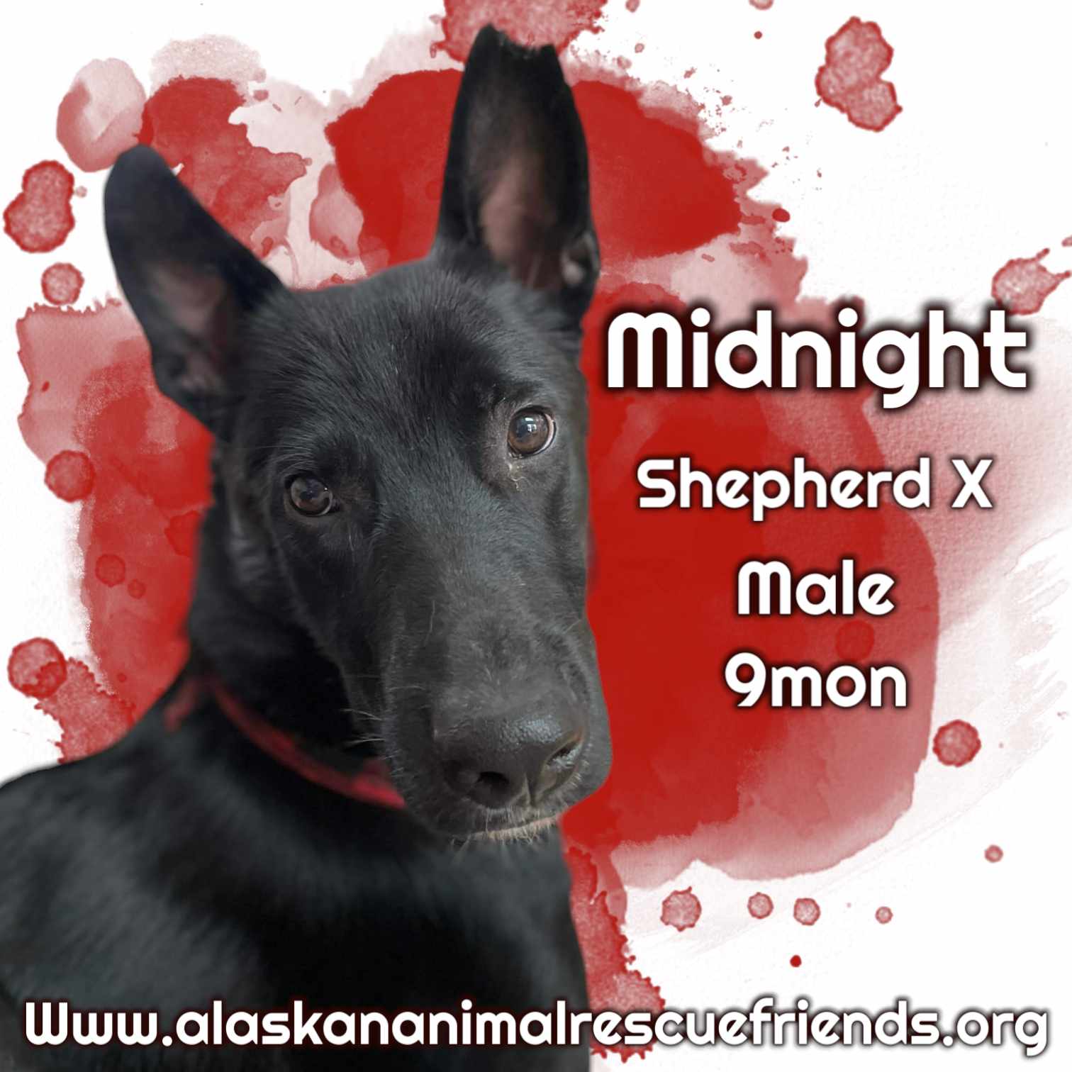 adoptable Dog in Anchorage, AK named Midnight