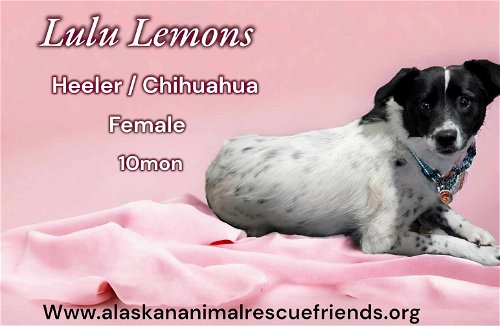 Lulu Lemons' Web Page
