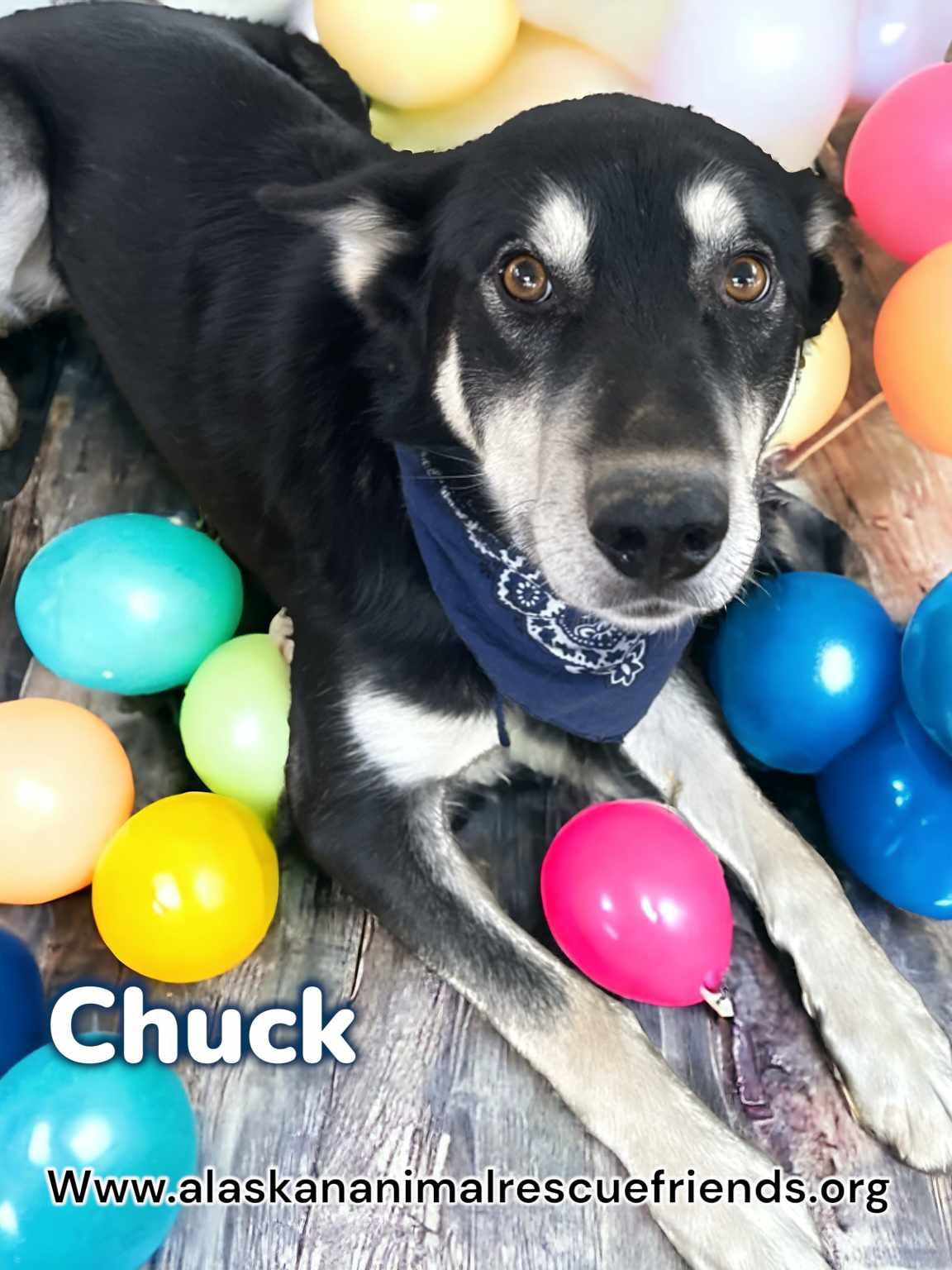 adoptable Dog in Anchorage, AK named Chuck