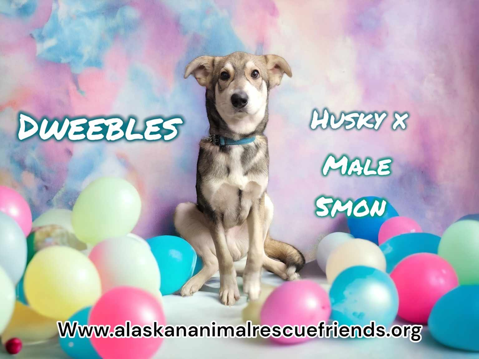 adoptable Dog in Anchorage, AK named Dweebles