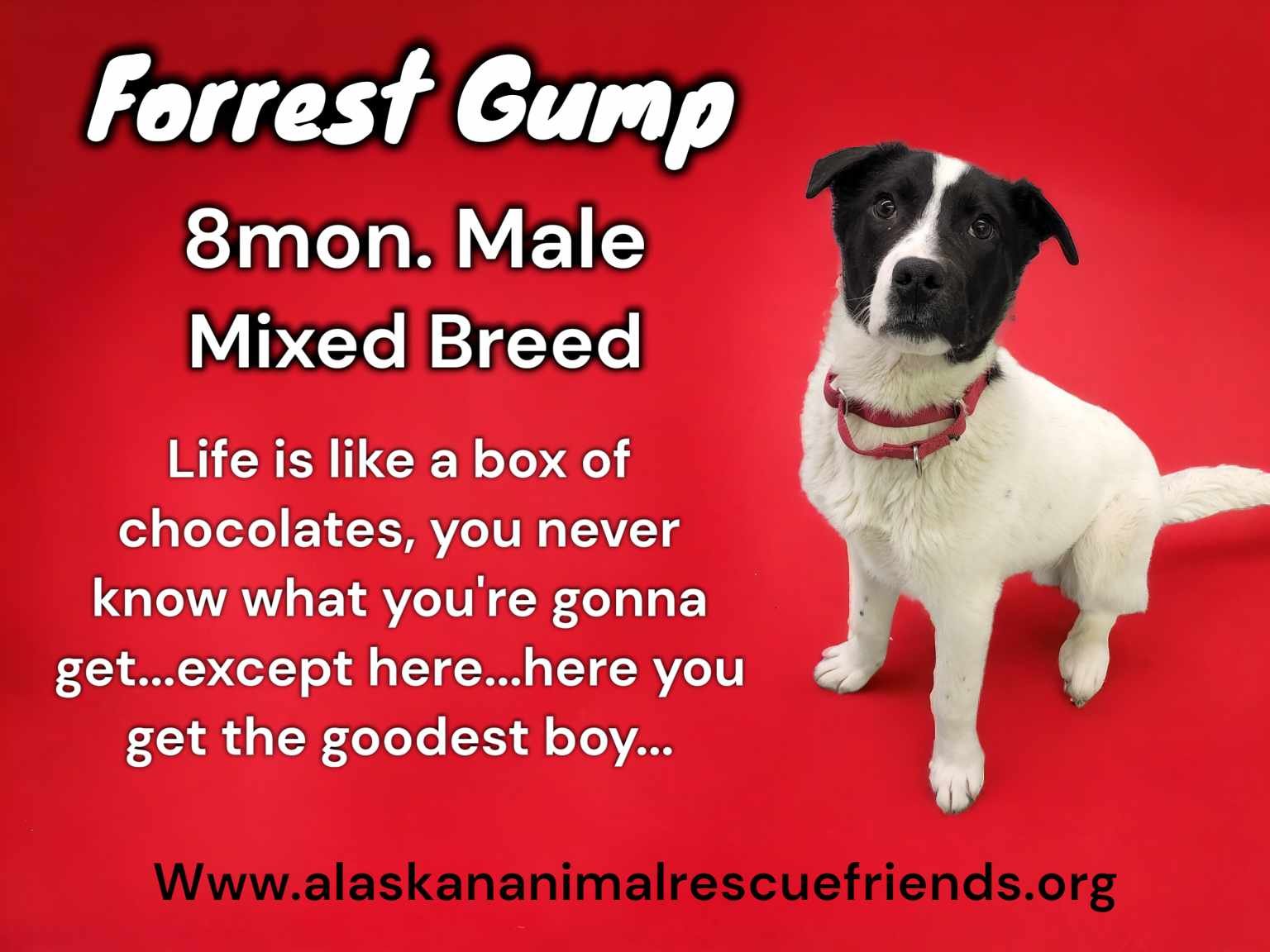 adoptable Dog in Anchorage, AK named Forrest Gump